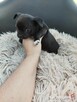 Szczeniaki pieski chihuahua - 4