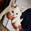 Koty do adopcji - 2