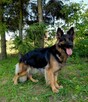 Szczenięta CZARNY PIESEK Owczarek Niemiecki Długowłosy - 4