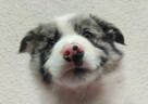 Szczenię BORDER COLLIE z Hodowli - Rasowy pies z pełną dok. - 5