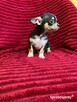 Śliczny piesek chihuahua - 3