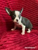 Piesek chihuahua biało czarny - 4