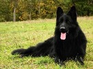 Szczenięta CZARNY PIESEK Owczarek Niemiecki Długowłosy - 3