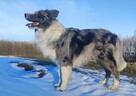 Piękny pies BORDER COLLIE z Hodowli - Rasowy z pełną dok. - 6