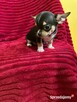 Śliczny piesek chihuahua - 5