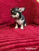 Śliczny piesek chihuahua - 4