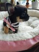 Chihuahua - 2
