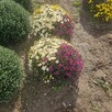 Chryzantemy drobnokwiatowe - 4