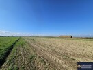 Działka rolno-budowlana Siedliska Kolonia gm. Zamość - 3