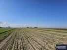Działka rolno-budowlana Siedliska Kolonia gm. Zamość - 7