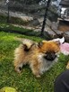 Szpic miniaturowy Pomeranian - 2