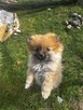 Szpic miniaturowy Pomeranian - 3