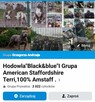 Hodowla Black Blue - 6