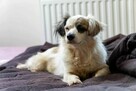 LOLLIPOP piesek z Egiptu szuka domu adopcja adoptuj pieska - 3