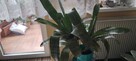 Kwiat ECHMEA wstęgowata (Aechmea fasciata) - 6