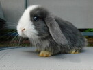 Niebiesko - biały samczyk mini lop - 5