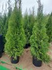 Tuja Szmaragd - 5