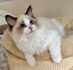 Uroczy ragdoll Waldi - 4
