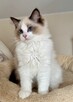 Uroczy ragdoll Waldi - 5