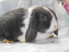 króliki mini lop