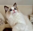 Uroczy ragdoll Waldi - 6