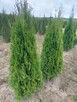 Tuja Szmaragd - 2
