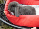 Niebieskie i beżowe baranki mini lop
