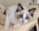 Uroczy ragdoll Waldi - 7