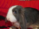 Samczyki mini lop niebiesko białe - 3