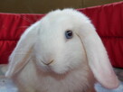 Białe baranki mini lop samiczki