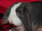 Samczyki mini lop niebiesko białe