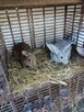 Sprzedam króliki - 3