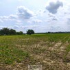 Działka rolno-budowlana Panieńszczyzna gm. Jastków, Skrzydlata - 2