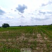 Działka rolno-budowlana Panieńszczyzna gm. Jastków, Skrzydlata - 3