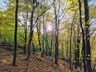 Działka leśna Łęki Górne gm. Pilzno - 11