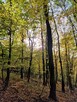 Działka leśna Łęki Górne gm. Pilzno - 12