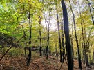 Działka leśna Łęki Górne gm. Pilzno - 13