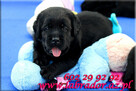 Labrador Retriever czarne pieski ZKwP/FCI - 2