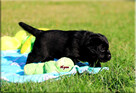 Labrador Retriever czarne pieski ZKwP/FCI - 4