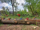 WARSZAWA KOMPLEKSOWA WYCINKA DRZEW I ALPINISTYKA - 8