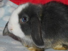 Samczyki mini lop niebiesko białe - 5
