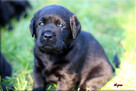 Labrador Retriever czarne pieski ZKwP/FCI - 5