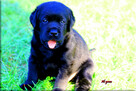 Labrador Retriever czarne pieski ZKwP/FCI - 7