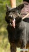 BIES - piękny psiak w typie owczarka do adopcji - 1