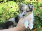Owczarek szetlandzki sheltie blue merle nie mini lessie - 2
