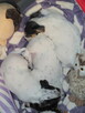 Jack Russell terrier - 2