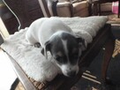 Jack Russell terrier - 3