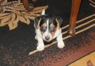 Szczeniaki Jack Russel Terrier - 2