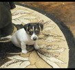 Szczeniaki Jack Russel Terrier - 3