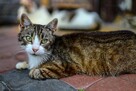 Elsa - spokojna, delikatna koteczka szuka domu! - 2